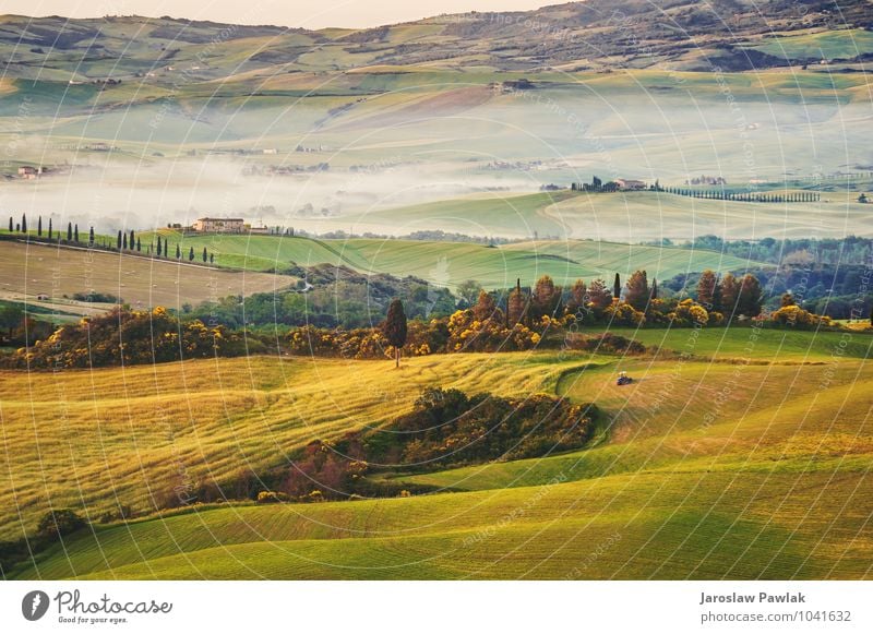 Toskanische Olivenbäume und Felder in der Nähe von Bauernhöfen, Italien ruhig Sommer Sonne Haus Umwelt Natur Landschaft Pflanze Himmel Wolken Baum Gras Wiese