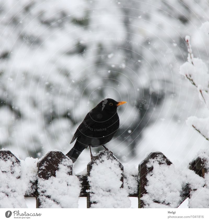 im Schneegestöber... Umwelt Natur Landschaft Winter Schneefall Garten Tier Wildtier Vogel Amsel 1 Zaun Holz stehen warten authentisch kalt natürlich braun gelb