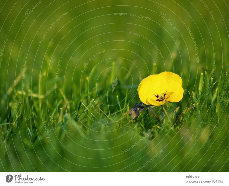 Scharfes Mütterchen Unschärfe Stiefmütterchen Tiefenschärfe gelb grün Wiese Pflanze Blume Wunsch Einsamkeit Blümchensex Freude Sommer stiefmutter Klarheit Rasen