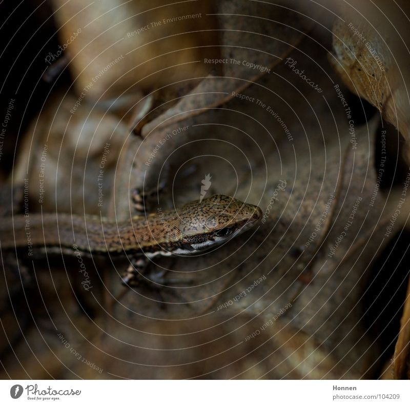 Camouflage Mauereidechse Reptil Blatt braun Tarnung krabbeln Unterholz trocken Lacertidae Scincomorpha Podarcis muralis Stein Felsen