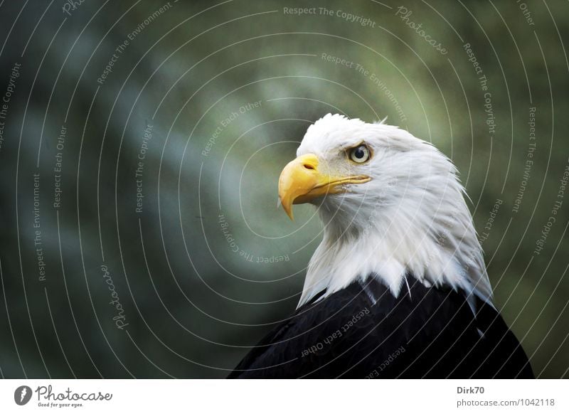 Adlerauge Wald Tier Wildtier Vogel Greifvogel Weisskopfseeadler Feder 1 Zeichen Wappentier USA beobachten Jagd Blick Aggression ästhetisch außergewöhnlich