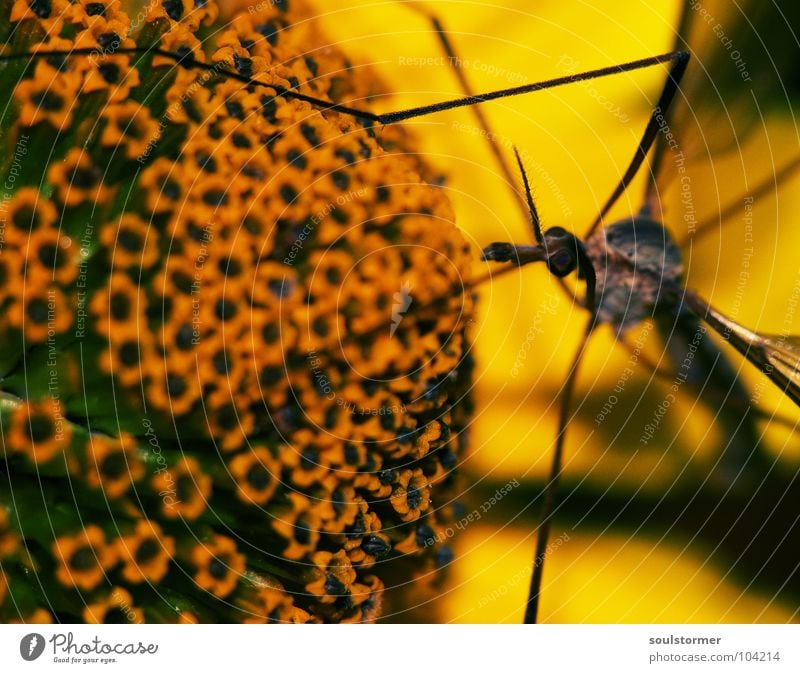 Fliegding an Gelbding Blume gelb grün Blüte Pflanze Pollen Lebenslauf Insekt Schuster Schnake Stechmücke groß braun Staubfäden Pause Erholung Ernährung Geruch