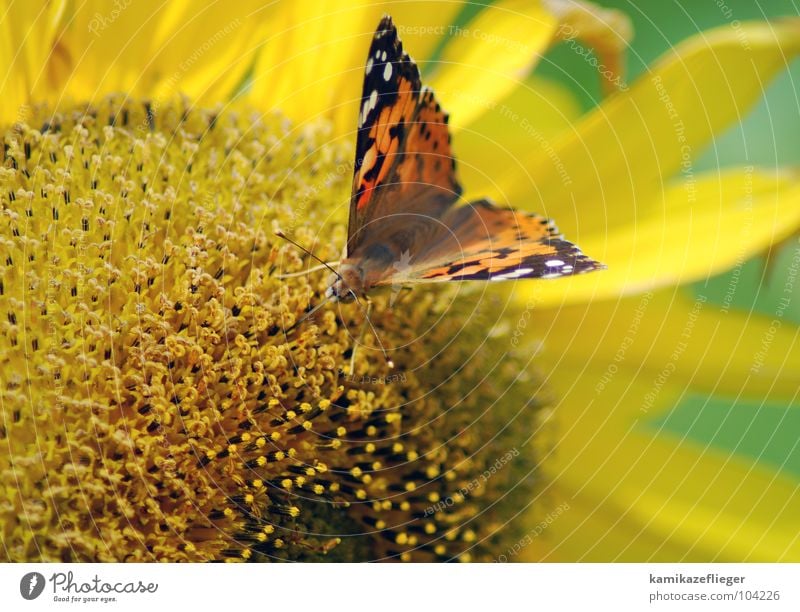 wer nascht denn da...... Sonnenblume Schmetterling gelb braun schwarz Sommer grün Ferien & Urlaub & Reisen fliegen Blume Natur sitzen saugen Staubfäden Honig