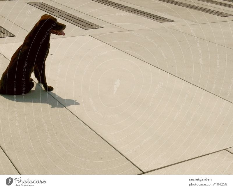 auf den hund gekommen Beton weiß Plattenbau Pause Erholung Müdigkeit Hund Tier braun Erwartung Abfluss Wasserrinne Sommer Platz Raum Verkehrswege Erschöpfung