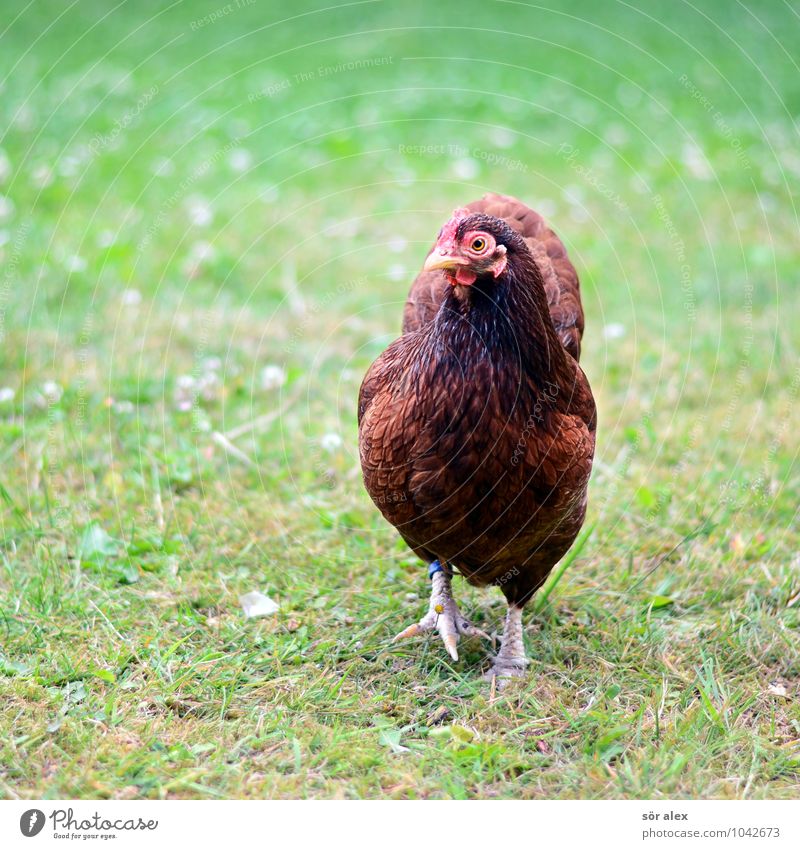 Wie macht das Huhn? Landwirtschaft Forstwirtschaft Wiese Tier Haustier Nutztier Haushuhn 1 Tierliebe Feder Geflügelfarm Ernährung Biologische Landwirtschaft