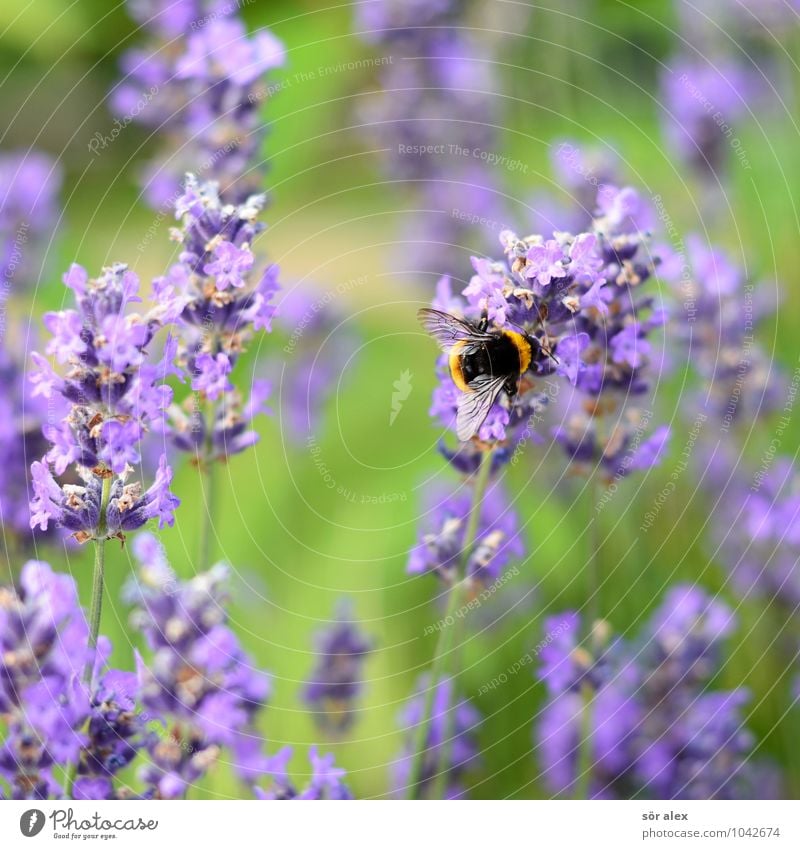 Sommer Blume Blüte Pollen Tier Insekt Hummel 1 nachhaltig grün violett Natur Ordnung fleißig Naturliebe Farbfoto Außenaufnahme Menschenleer Textfreiraum oben