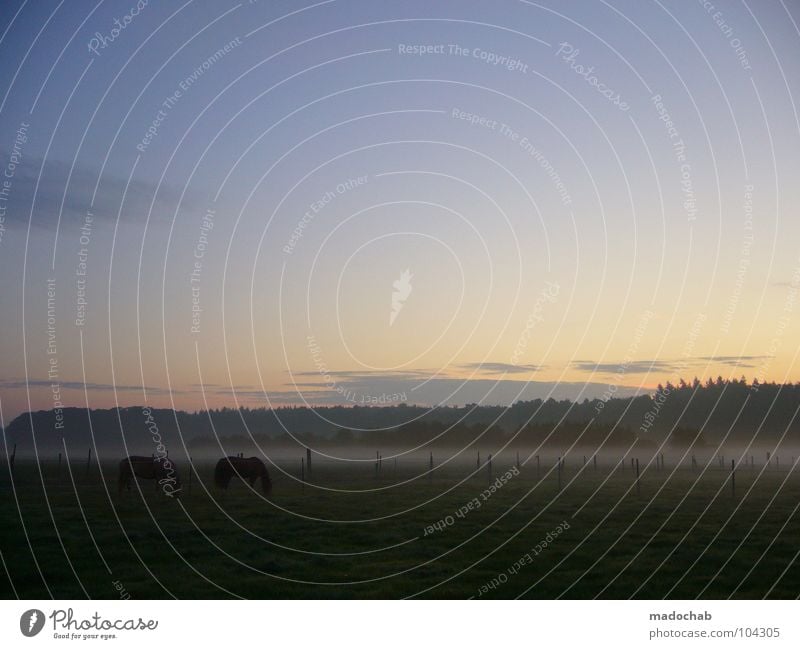 SCHLAFLOS Pferd zart harmonisch Gefühle Freundlichkeit Morgen Sonnenaufgang Himmel Wald Holzmehl Baum Panorama (Aussicht) Nebel Cowboy Klischee typisch