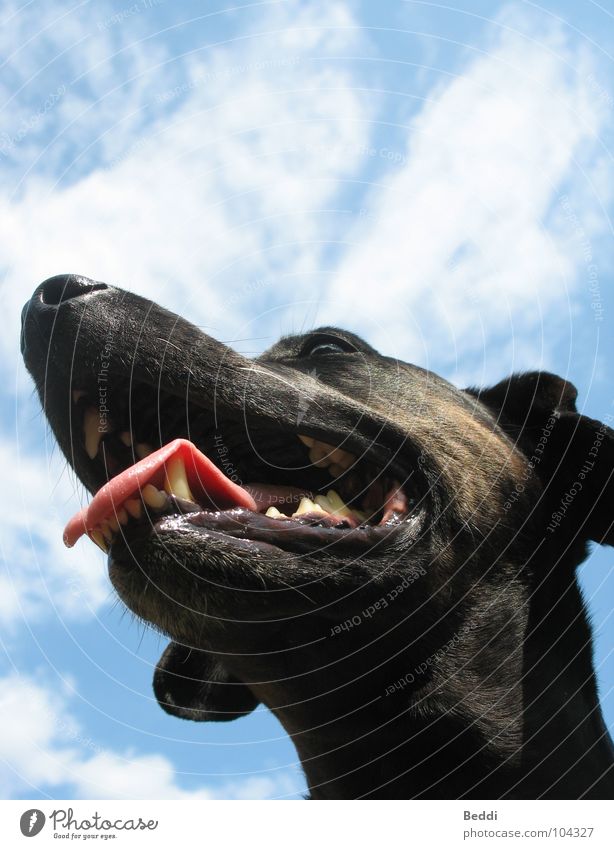 Hot summer Hund Kontrolle atmen Sommer Säugetier dog Himmel Freiheit Außenaufnahme