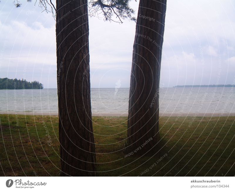 Bäume und Mee(h)r Meer See Baum Wiese Abenddämmerung schlechtes Wetter Nebel Wasser Durckblick