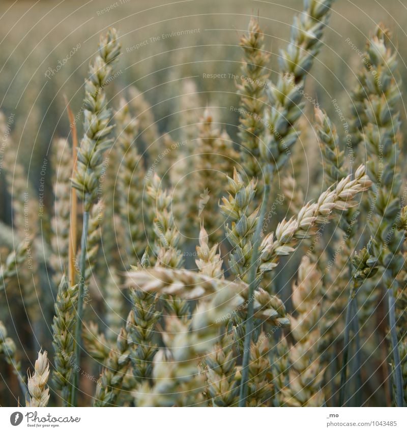 Ein Weizen bitte. Getreide Umwelt Natur Tier Frühling Sommer Pflanze Gras Weizenfeld Weizenähre Weizenkörner natürlich grün Feld Feldfrüchte Ähren Getreidefeld