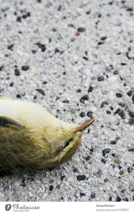 Unseen Wall Tier Vogel liegen Tod Unfall Grünling Grünfink Feder Farbfoto Textfreiraum oben Vogelperspektive Tierporträt geschlossene Augen bewegungslos Boden 1