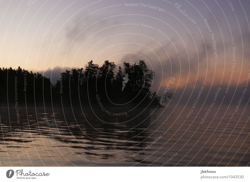 Küstennebel Umwelt Natur Landschaft Pflanze Urelemente Himmel Sonnenaufgang Sonnenuntergang Frühling Herbst Klima Schönes Wetter Nebel Baum Wald Wellen Seeufer