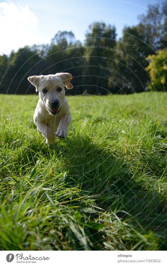 Tierisch Natur Sommer Herbst Schönes Wetter Gras Wiese Haustier Hund 1 Jagd rennen Fröhlichkeit natürlich grün Lebensfreude Tierliebe Erholung Handzettel