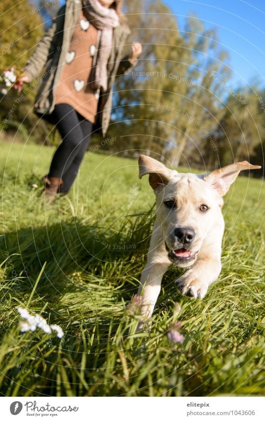 Tierischer Herbst feminin Junge Frau Jugendliche Erwachsene 1 Mensch 18-30 Jahre Natur Schönes Wetter Gras Park Wiese Haustier Hund Tiergesicht genießen Jagd