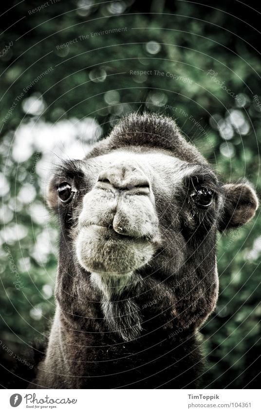 Ein Kamel, ein Kamel! Mutter... Dromedar Schnauze Blick Zoo trotzig Neugier Afrika Arabien Säugetier Wüste Wasserträger Sahara Kamelrennen Kamelhaardecke