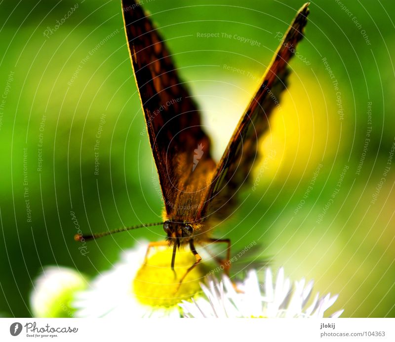 V Schmetterling Muster Insekt flattern Fühler Blume Blüte Staubfäden Sammlung Stengel Pflanze Ernährung violett Tier Frühling Unbeschwertheit Biologie Chitin