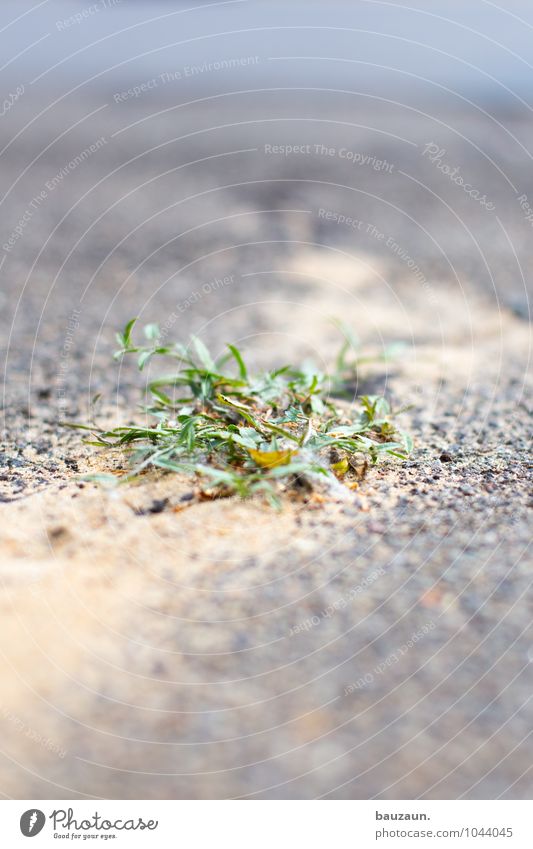 unkraut. Umwelt Natur Erde Pflanze Gras Grünpflanze Garten Park Wiese Stadt Terrasse Straße Wege & Pfade Unkraut Unkrautbekämpfung Sand Linie Streifen