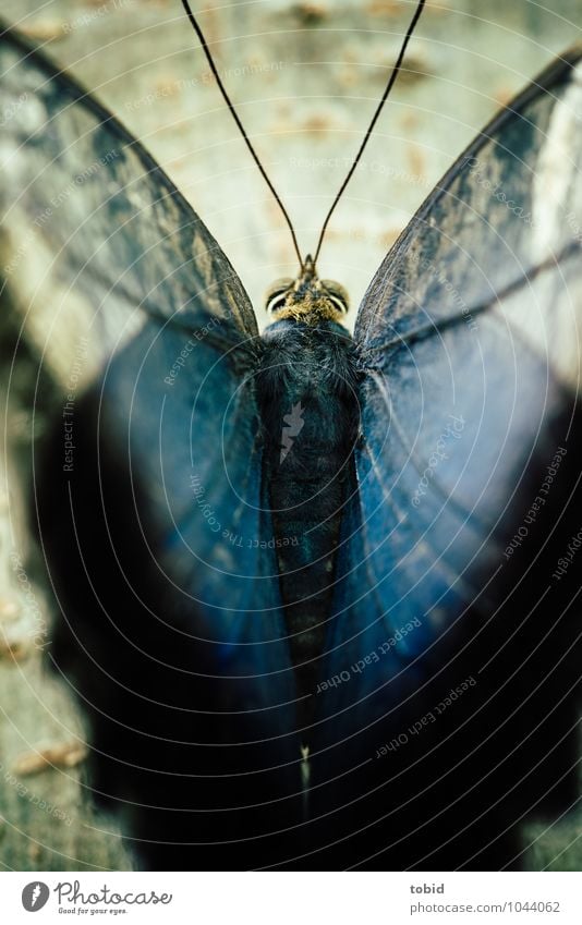 Butterfly Natur Baum Baumrinde Baumstamm Tier Wildtier Schmetterling Flügel Fell Fühler Facettenauge 1 ästhetisch außergewöhnlich elegant nah weich blau