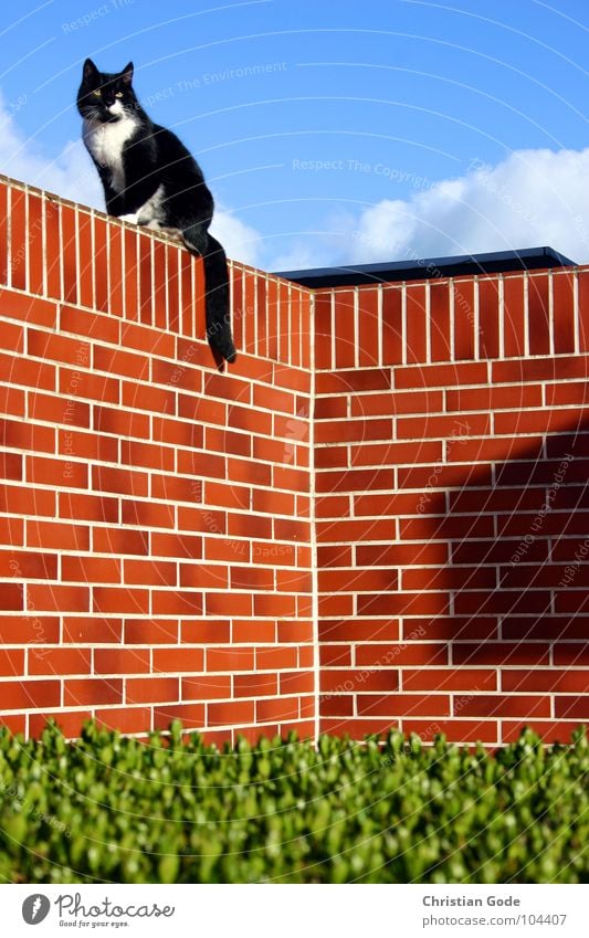 Auf der Lauer auf der Mauer Katze Backstein Hecke Vorgarten grün rot schwarz weiß Tier Sommer Säugetier Himmel Ecke blau Hauskatze Ganzkörperaufnahme beobachten