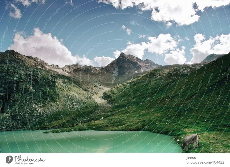 See. Kuh. Gebirgssee Berge u. Gebirge löschen durstig Gletscher Gras grün Tier trinken unberührt Wiese Wolken Säugetier auftanken Durst gletschertal Glück