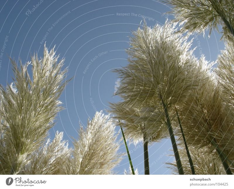 Herbststimmung ruhig Lichtspiel Wachstum Putzer Himmel blau