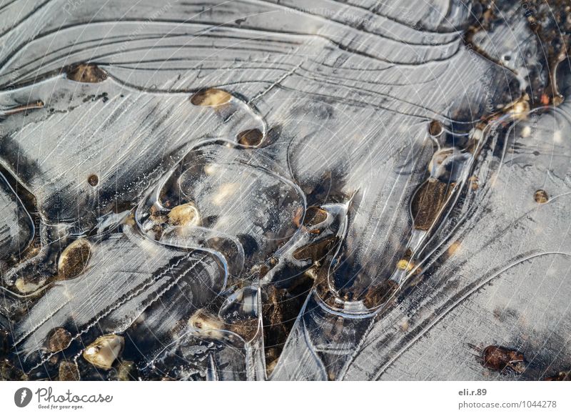 PfützenEis II Spaziergang Winter Umwelt Natur Wasser Frost frieren kalt braun grau weiß ruhig Farbfoto Gedeckte Farben Außenaufnahme abstrakt