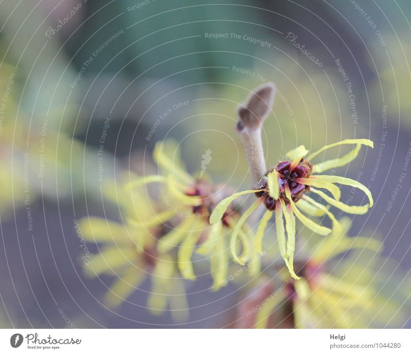 Winterblüten... Umwelt Natur Pflanze Frühling Schönes Wetter Sträucher Blüte Zaubernuss Zaubernussblüte Blütenknospen Zweig Park Blühend Wachstum ästhetisch