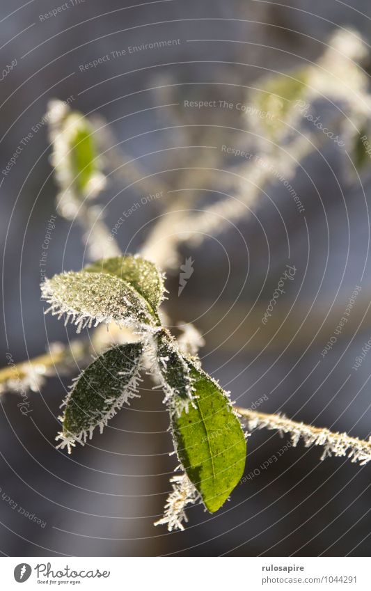 Eisgrün Natur Frühling Winter Schönes Wetter Frost Schnee Pflanze Baum Sträucher Blatt Wachstum glänzend kalt klein weiß Umwelt Raureif Eiskristall Zweig Ast