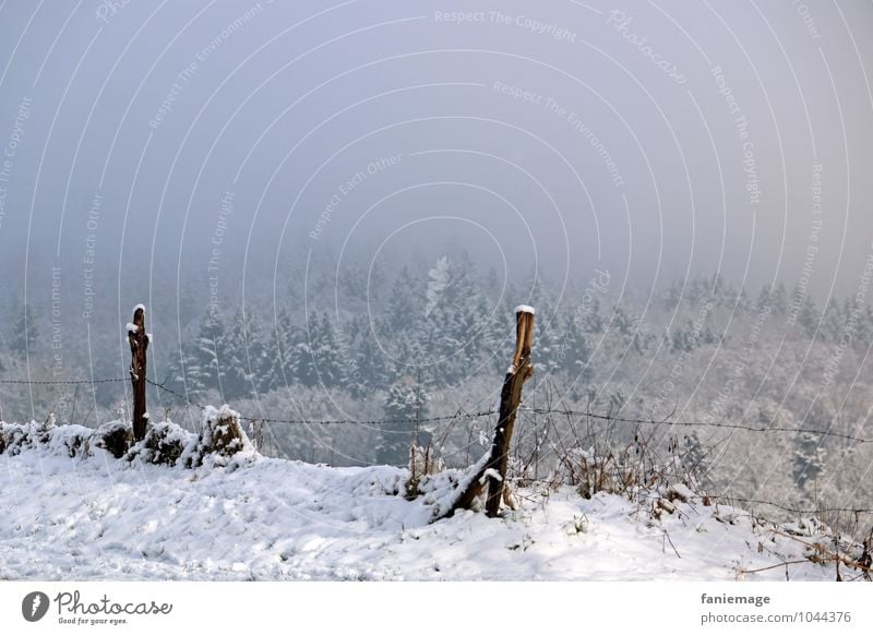 Schneespaziergang II Natur Landschaft Winter Nebel Eis Frost Wald Hügel kalt schön blau grau weiß Winterspaziergang Pfosten Zaun Zaunpfahl Nadelwald Tanne Weide