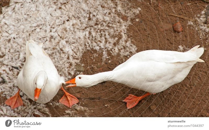 Ey du blöde Gans Umwelt Natur Pflanze Winter Tier Nutztier Vogel Entenvögel gänse 2 kämpfen Konflikt & Streit Aggression Wut Farbfoto Außenaufnahme Menschenleer