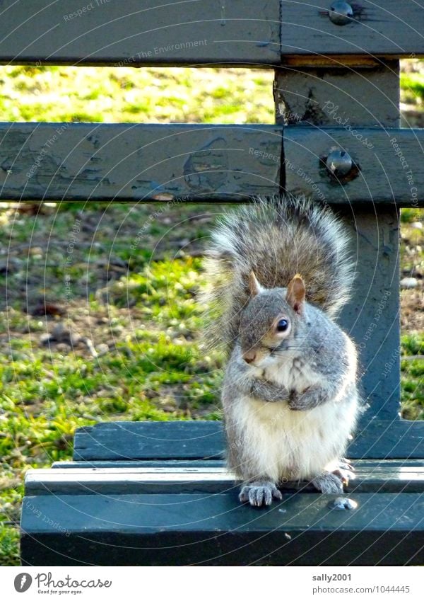 Bankbesetzer... Gras Park Tier Wildtier Eichhörnchen 1 beobachten festhalten Fressen sitzen warten Freundlichkeit Neugier niedlich grau Leben Parkbank