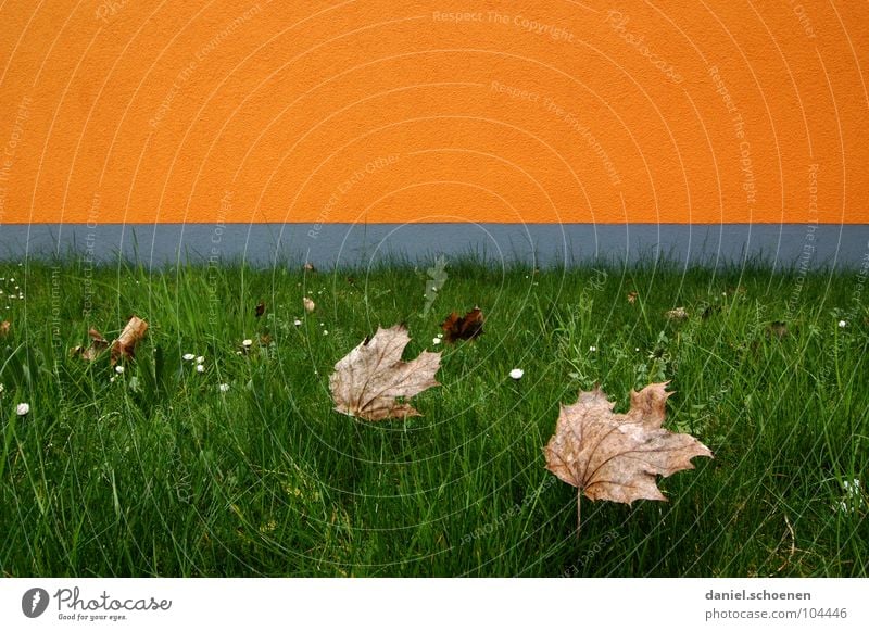 er steht vor der Tür Herbst Blatt abstrakt Hintergrundbild Fassade graphisch Wand Horizont grau gelb grün Gras Wiese braun Jahreszeiten Wachstum Vergänglichkeit