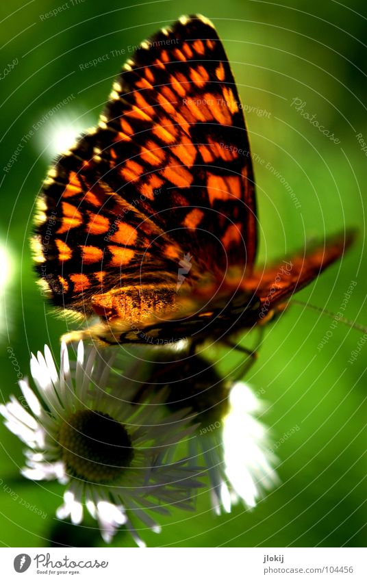 Rückseite von "V" Schmetterling Muster Insekt flattern Fühler Blume Blüte Staubfäden Sammlung Stengel Pflanze Ernährung violett Tier Frühling Unbeschwertheit