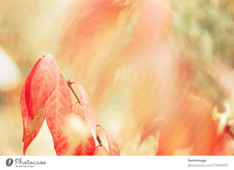 Erinnerung an den Herbst Umwelt Natur Feuer Wind Sträucher Feld Wald schön Glück Optimismus Wärme orange rot Unschärfe herbstlich hellgrün Pastellton Blatt