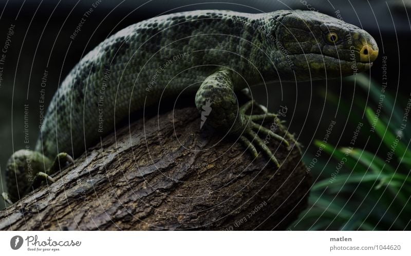 Skink Tier 1 sitzen braun gelb grün schwarz Echsen Gras Krallen gekrümmt rücken krumm machen Farbfoto Gedeckte Farben Menschenleer Tag