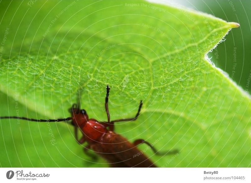 Kletter-Maxe Pflanze Insekt Blattadern grün Fressen Sommer Frühling Pause ruhen faulenzen Makroaufnahme Nahaufnahme Natur Käfer Klettern Pause machen faul sein