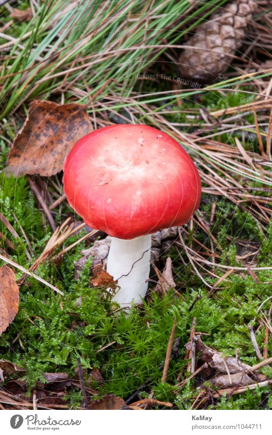 Nahaufnahme eines roten Täublings Natur Landschaft Tier Erde Herbst Pflanze Moos Nutzpflanze Park klein natürlich unten grün Umwelt Pilz Pilzhut ansammeln