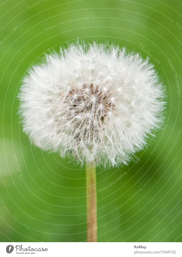 Verblühter Löwenzahn...Pusteblume Sommer Blühend verblüht ästhetisch hell nah rund weiß Natur Umwelt Samen Saatgut filigran Hochformat einfarbig grün Pflanze