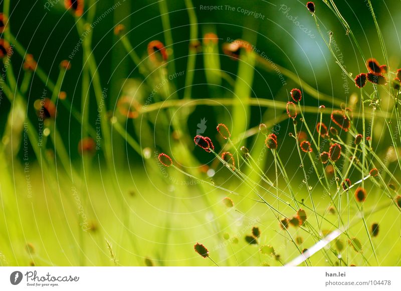 Rot Grün Pflanze Blume Gras Blüte Wiese Feld Zusammensein grün rot Halm verstrickt Keine Ahnung was das ist Farbfoto Außenaufnahme Menschenleer Tag