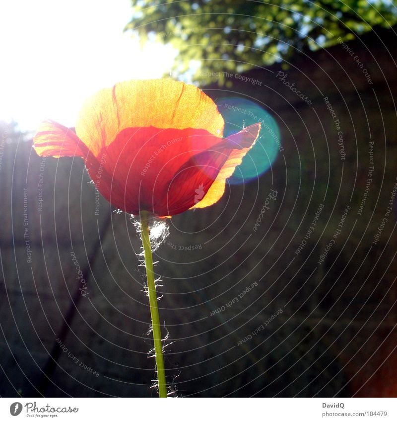 Mohnschein Wegrand Klatschmohn Blume Blüte Licht Gegenlicht Blütenblatt rot grün zart Blühend Sommer Lichtstrahl Schönes Wetter orange verblüht