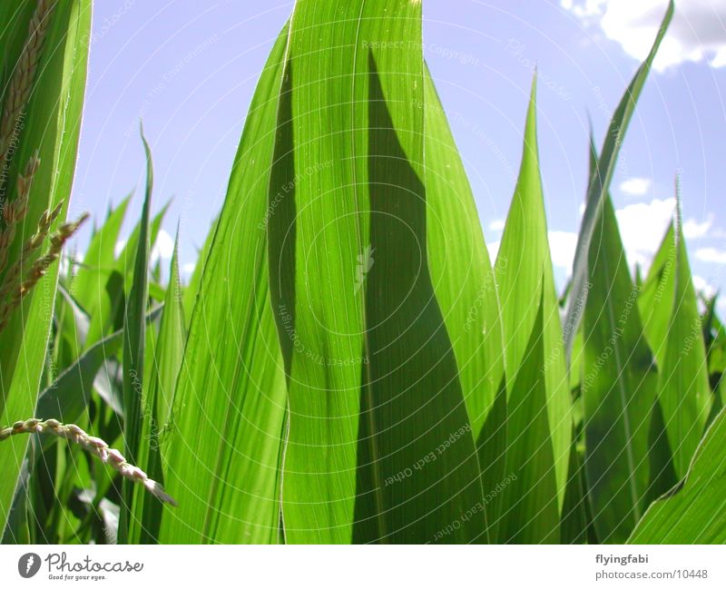 Maisfeld Feld Landwirtschaft Bauernhof Gentechnik Monokultur corn Bioprodukte