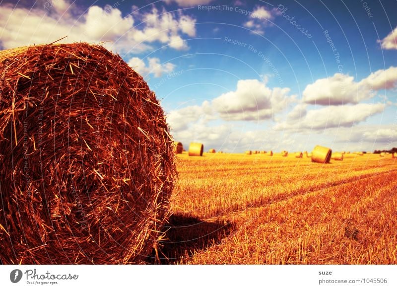 Hauptrolle Sommer Umwelt Natur Landschaft Himmel Wolken Klima Schönes Wetter Wärme Feld blau gelb gold Rolle Strohballen Ernte Kornfeld Landleben