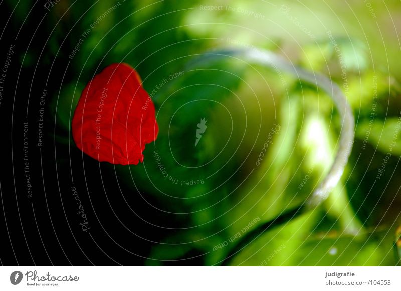 Mohn Blüte grün rot Licht Wiese Umwelt Sommer Stengel Pflanze Wachstum gedeihen dunkel entfalten Blühend Farbe Blütenknospen Natur hell