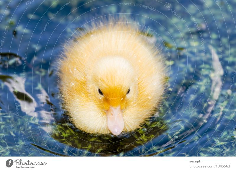 Federball Küken Ente Vogel Pflaume Ornithologie Meer Tier fauna Natur Flügel wild Teich Tierjunges niedlich füttern fowl ""water bird"" neugeboren fluffig