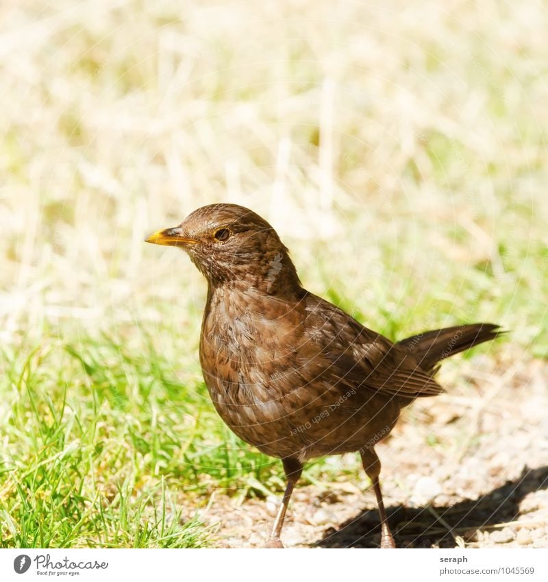 Amsel Frau Flügel schwarz Singvögel Drossel Vogel Tier fauna stehen Ornithologie Feder plumage Schnabel Blick beobachten nah wild Natur Außenaufnahme Porträt