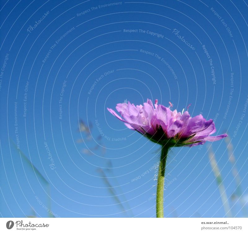 frau blume. Wiese Blume Gras Halm himmelblau Verlauf violett Fliederbusch Blumenwiese frisch Biene Wespen Frühling Himmel fliederfarben Geruch Natur häärchen