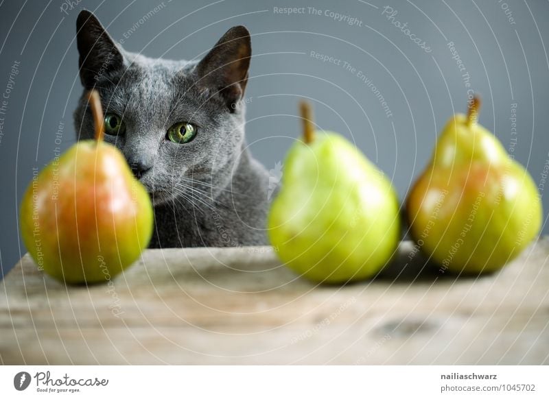 Katze und Birnen Lebensmittel Frucht Bioprodukte Vegetarische Ernährung Tier Haustier russisch blau 1 beobachten Duft entdecken leuchten warten elegant frisch