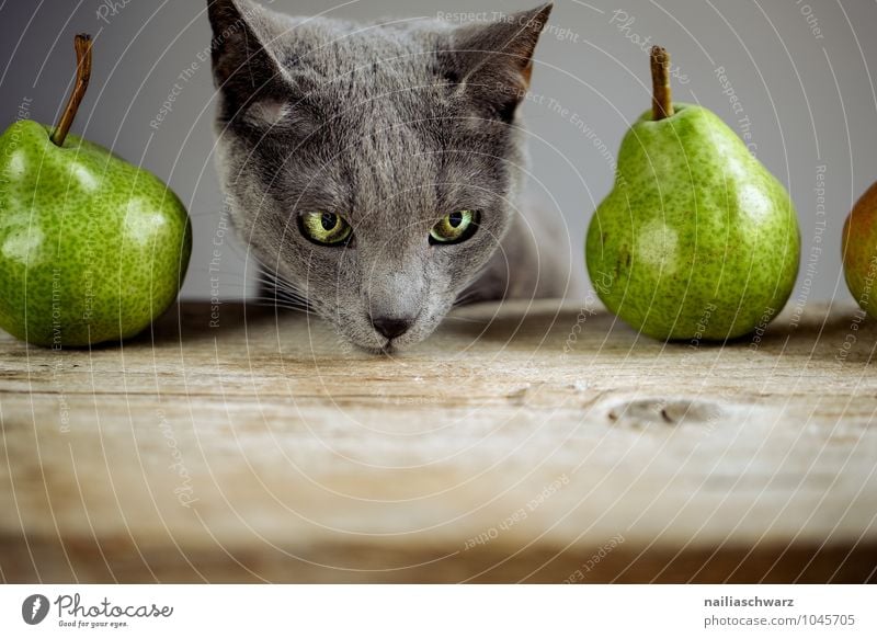 Katze und Birnen Lebensmittel Frucht Bioprodukte Vegetarische Ernährung Diät Tier Haustier Tiergesicht russisch blau 1 Holz beobachten berühren entdecken Blick