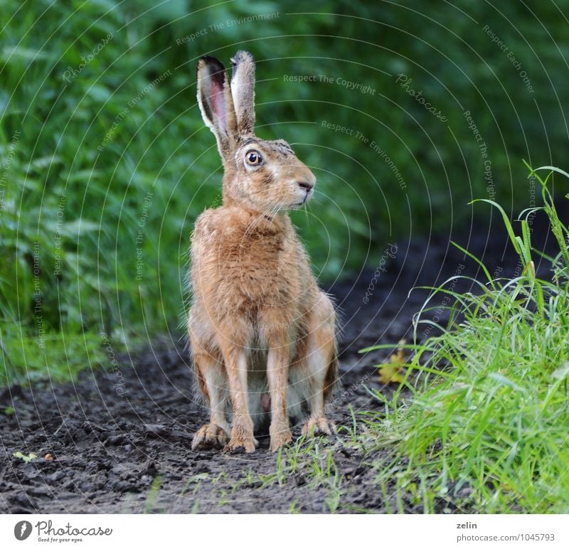 neugieriger Hase Wildtier Hase & Kaninchen 1 Tier beobachten Neugier Selbstständigkeit Farbfoto Außenaufnahme Menschenleer Morgen Schatten