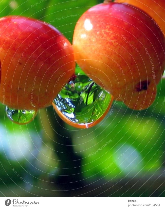 Tropfen rot gelb durchsichtig grün Morgen Baum Umwelt Reflexion & Spiegelung Kirsche Wassertropfen Bayern Hintergrundbild Lebensmittel Gesundheit Vitamin frisch